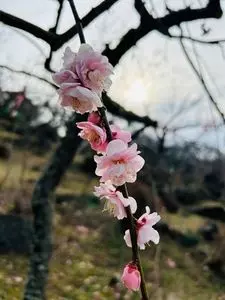 筑波山梅林の梅