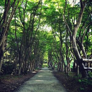 河内藤園