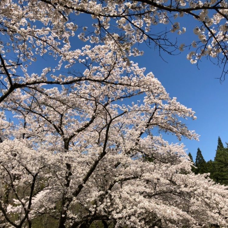 うっさでーすさんが投稿した田沢湖グリーンガーデンに関する口コミの画像