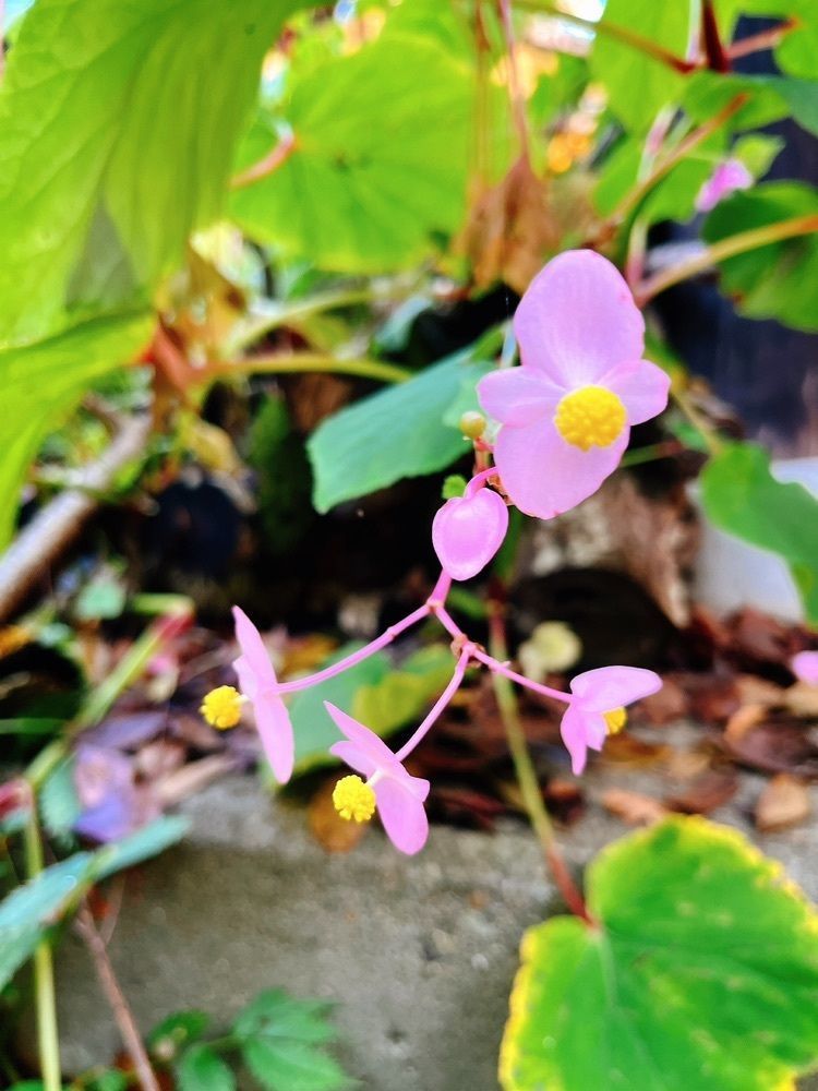 猫なぎ。さんが投稿した小安峡温泉多郎兵衛旅館に関する口コミの画像