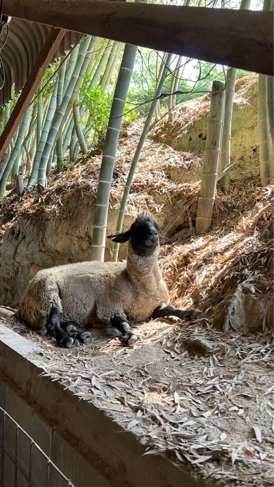 YYY🌈TOKYOさんが投稿した渋川動物公園に関する口コミの画像
