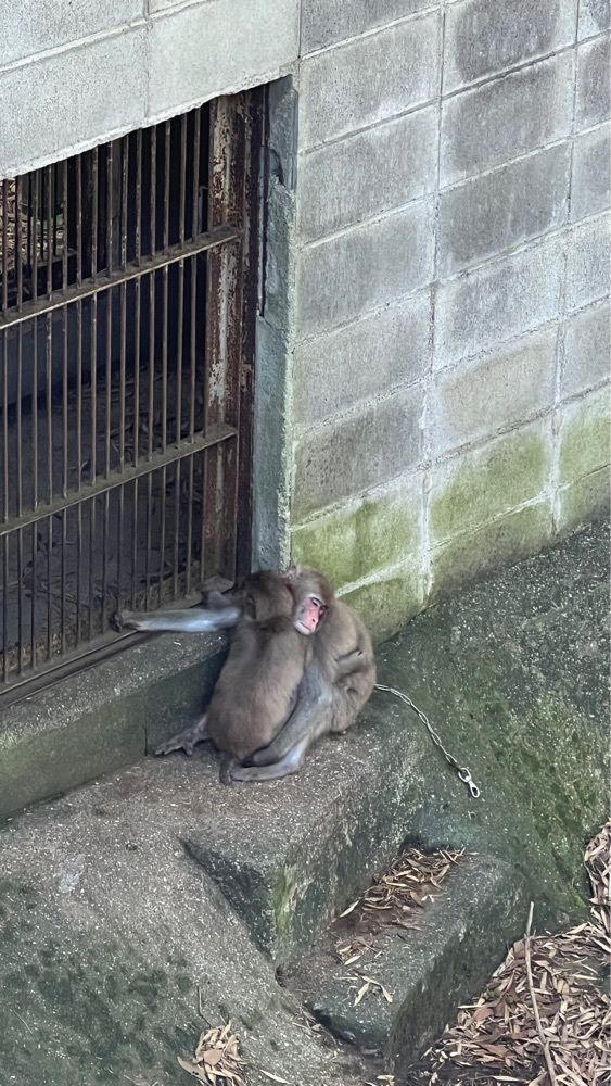 YYY🌈TOKYOさんが投稿した渋川動物公園に関する口コミの画像