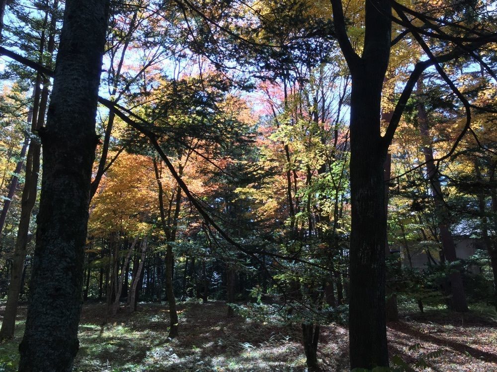 nostalgic_hiking_bca8さんが投稿した中華そば 美乃屋（ミノヤ）に関する口コミの画像