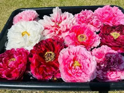 東松山ぼたん園のぼたん