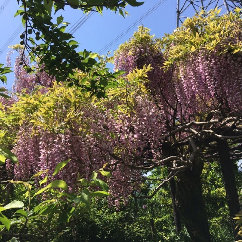 kissi317さんが投稿した子安地蔵寺の藤に関する口コミの画像