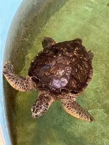 道の駅 紀宝町ウミガメ公園