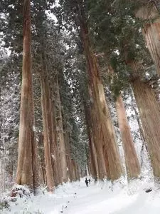 戸隠神社　九頭龍社