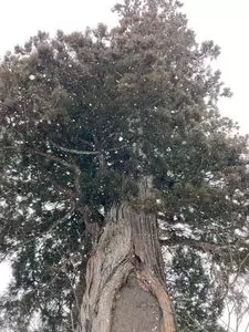 二葉屋 葉隠 1枚目