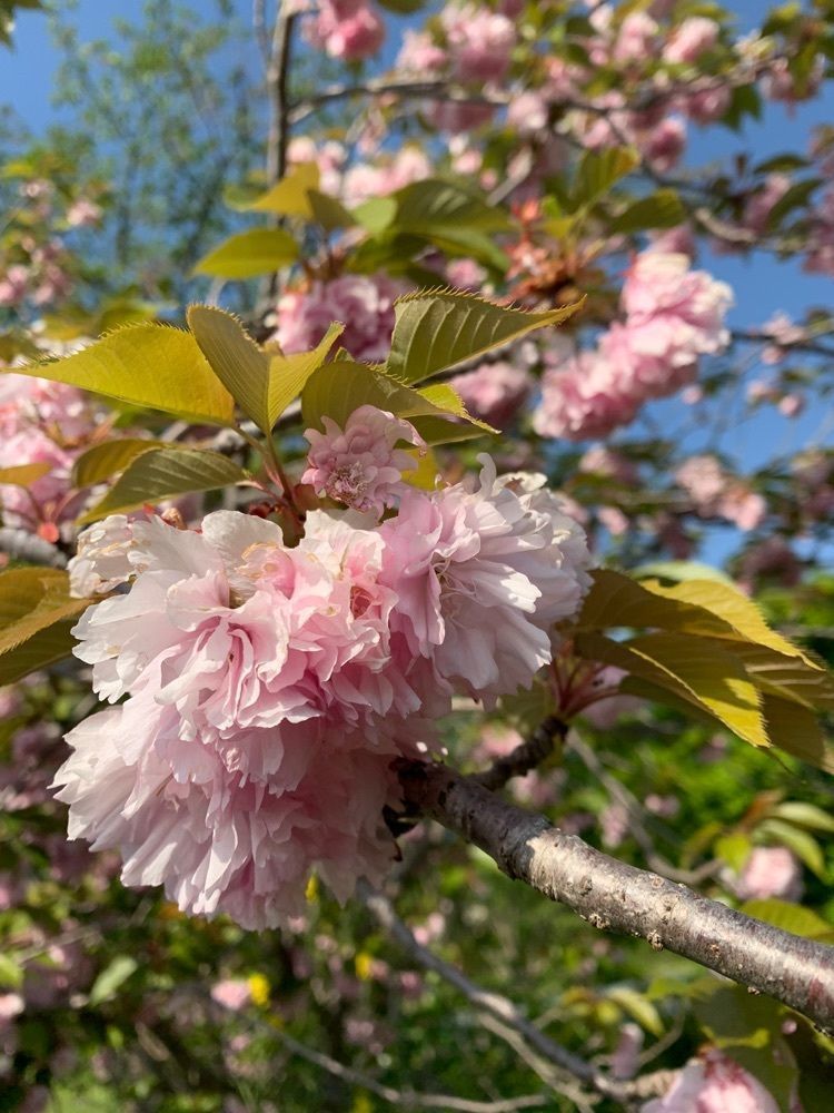 blossom&C7さんが投稿した高神社古墳群に関する口コミの画像