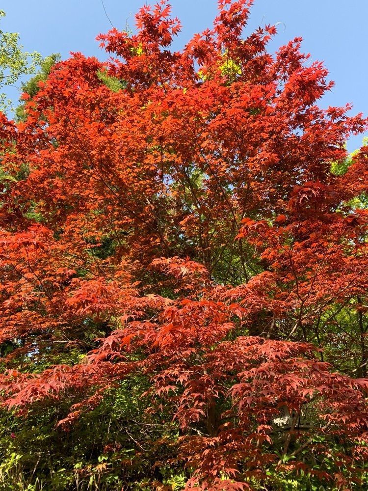blossom&C7さんが投稿した高神社古墳群に関する口コミの画像