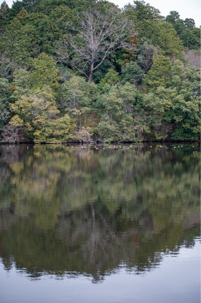佳さんが投稿した大池寺に関する口コミの画像
