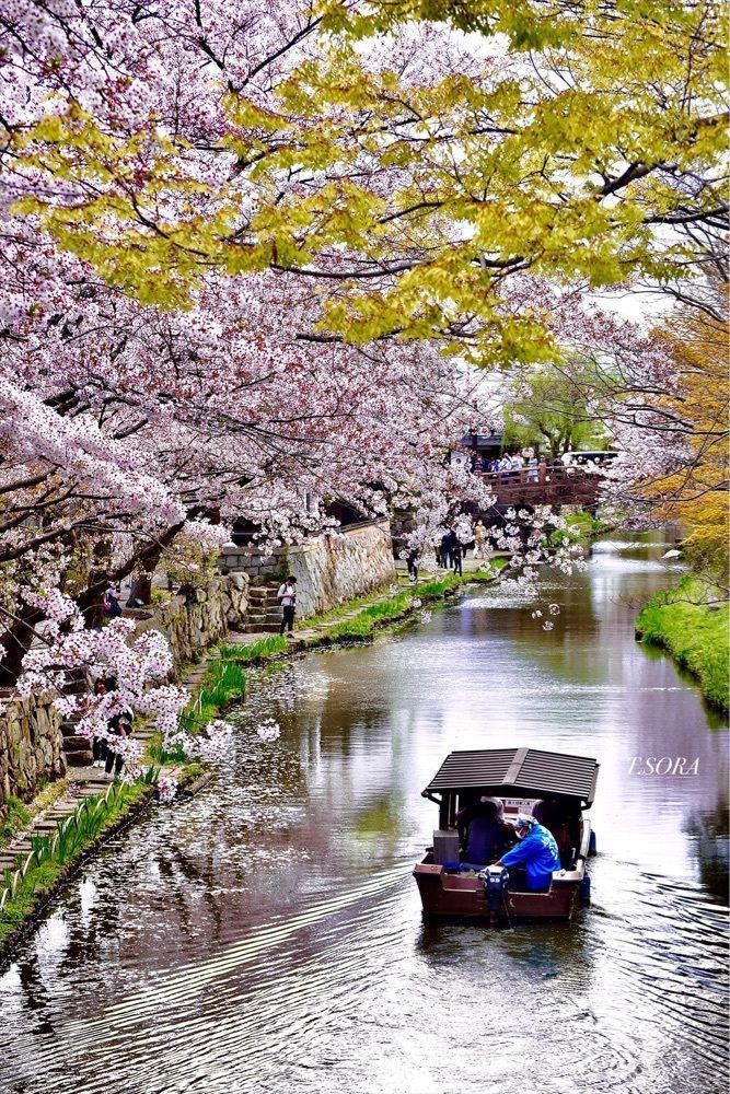 sorayanの画像