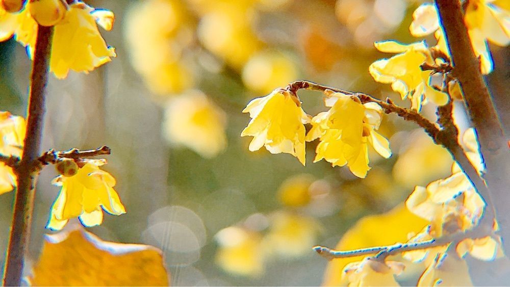兎きちさんが投稿した宮崎県農業科学公園ルピナスパークに関する口コミの画像