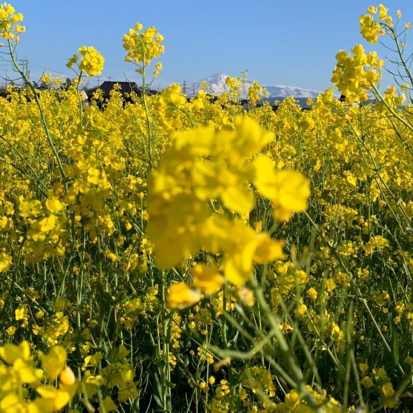 すずさんが投稿した西目駅に関する口コミの画像