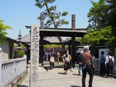 熊野の長フジ（行興寺） 5枚目