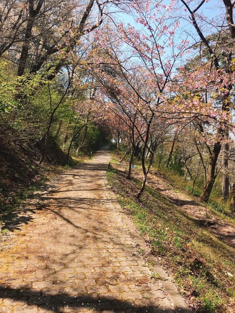 猫なぎ。さんが投稿した若木神社に関する口コミの画像