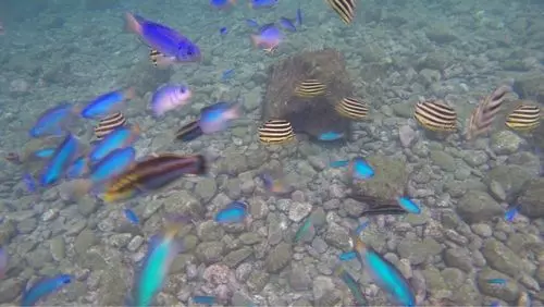 ヒリゾ浜