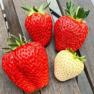Taishi farm（タイシ ファーム）