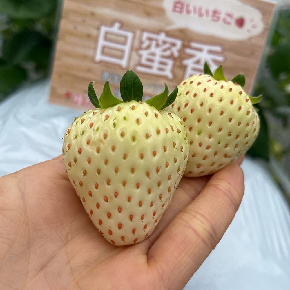 エリーチカさんが投稿したTaishi farm（タイシ ファーム）に関する口コミの画像