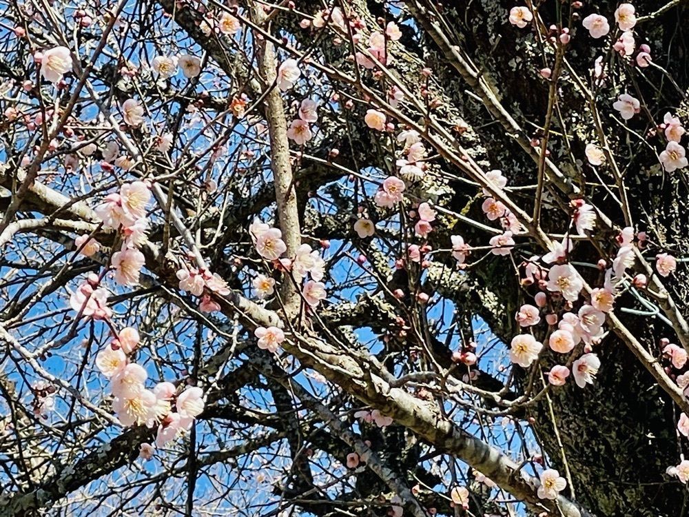 hirokororinさんが投稿した藤枝市市民の森に関する口コミの画像