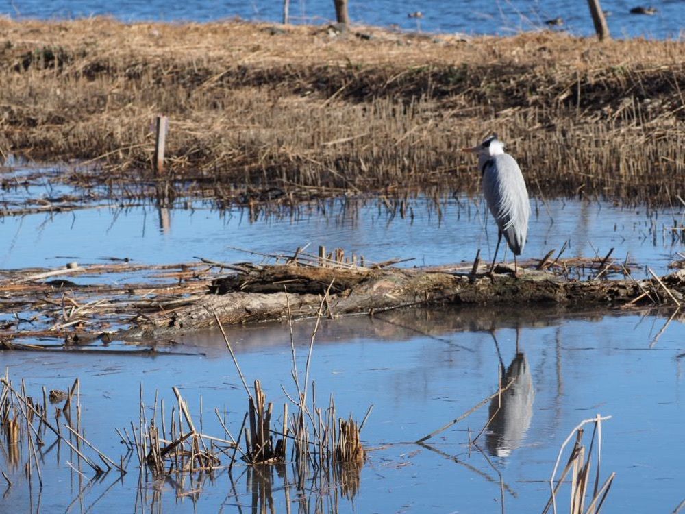 Howl Monさんが投稿した佐鳴湖に関する口コミの画像