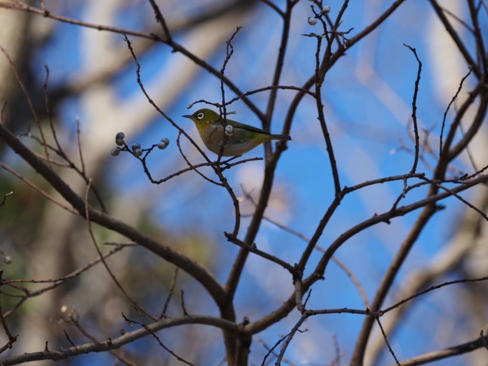 Howl Monさんが投稿した佐鳴湖に関する口コミの画像