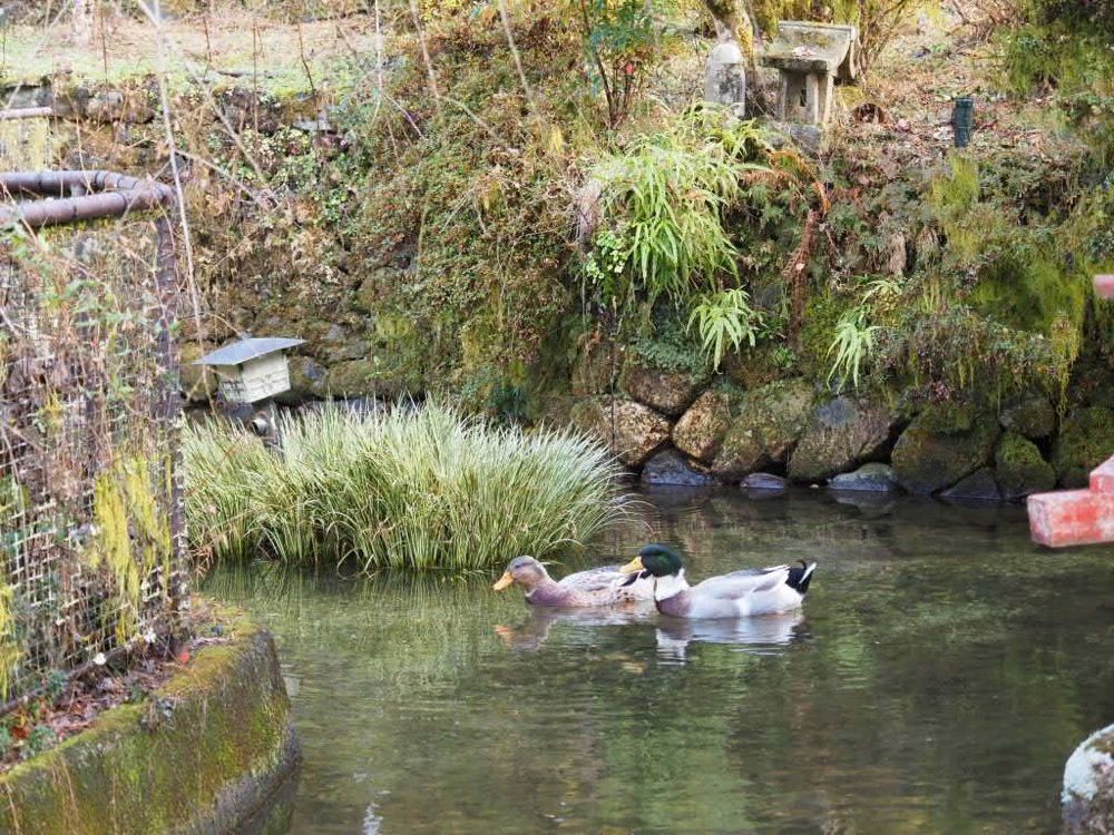Howl Monさんが投稿した佐鳴湖に関する口コミの画像