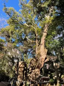 来宮神社の大楠