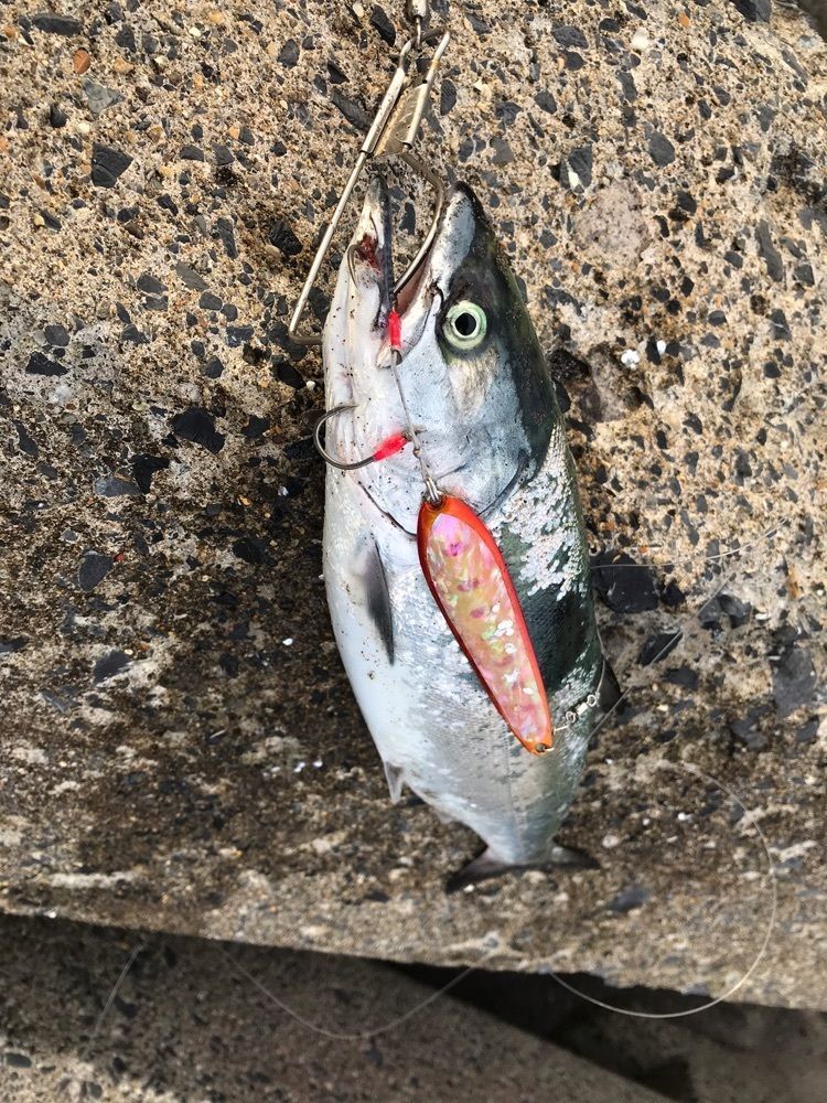 Oza Rockさんが投稿した啄木小公園に関する口コミの画像