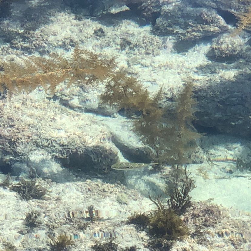 りょうたさんが投稿した根獅子海水浴場に関する口コミの画像