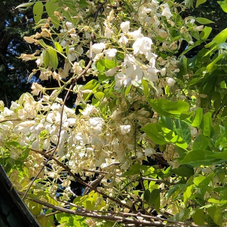 wonderfulさんが投稿した正福寺に関する口コミの画像