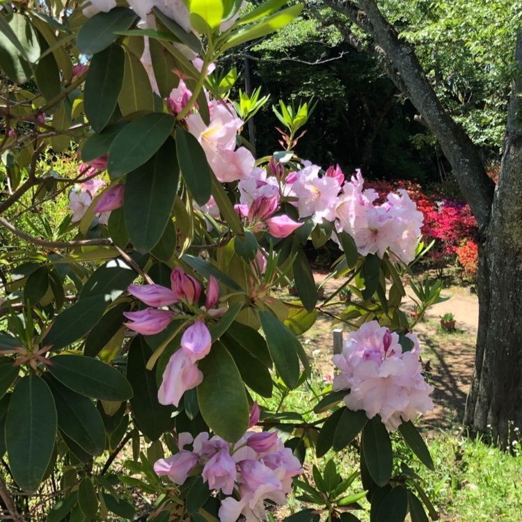 wonderfulさんが投稿した正福寺に関する口コミの画像