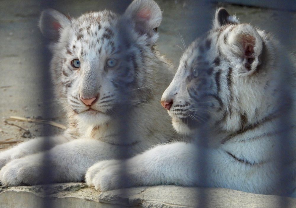 calm_gift_1030さんが投稿した宇都宮動物園 二幸売店に関する口コミの画像