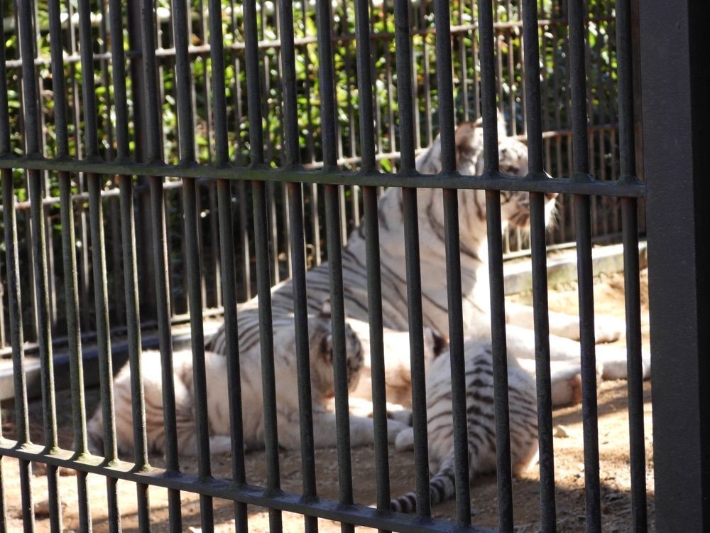 calm_gift_1030さんが投稿した宇都宮動物園 二幸売店に関する口コミの画像