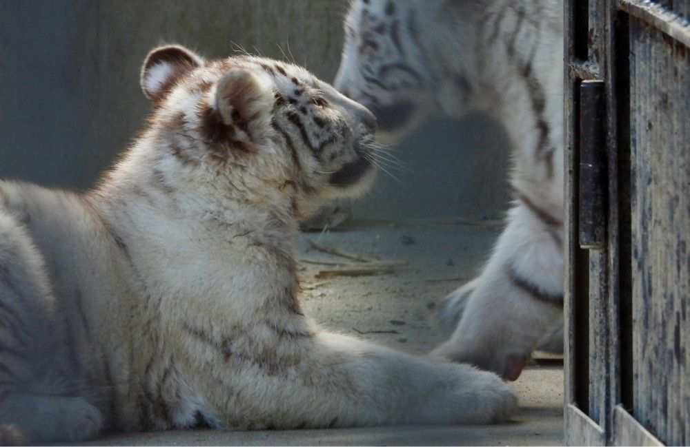 calm_gift_1030さんが投稿した宇都宮動物園 二幸売店に関する口コミの画像