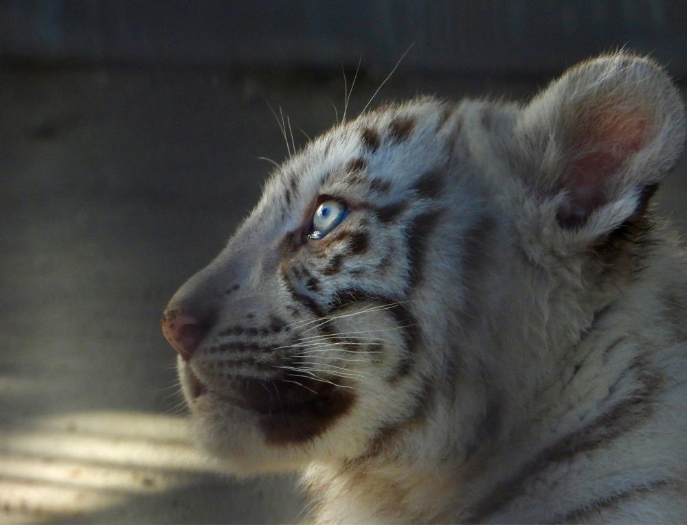calm_gift_1030さんが投稿した宇都宮動物園 二幸売店に関する口コミの画像