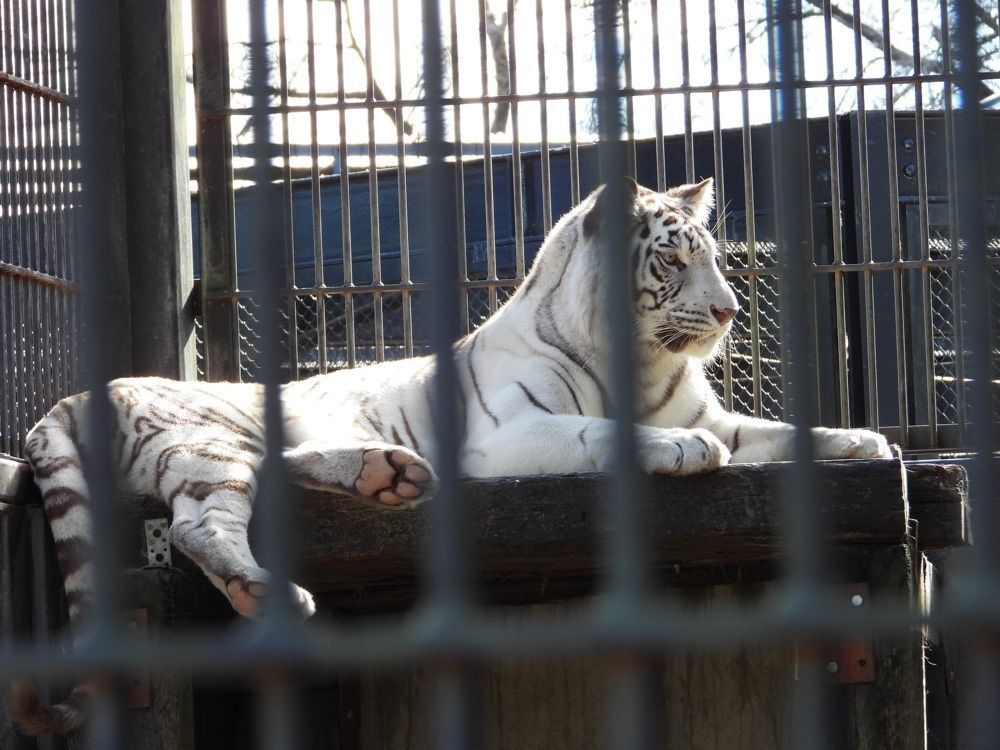 calm_gift_1030さんが投稿した宇都宮動物園 二幸売店に関する口コミの画像