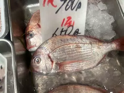 魚信