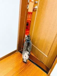 ペンション ひみつ基地