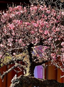 三嶋大社　神鹿園 4枚目