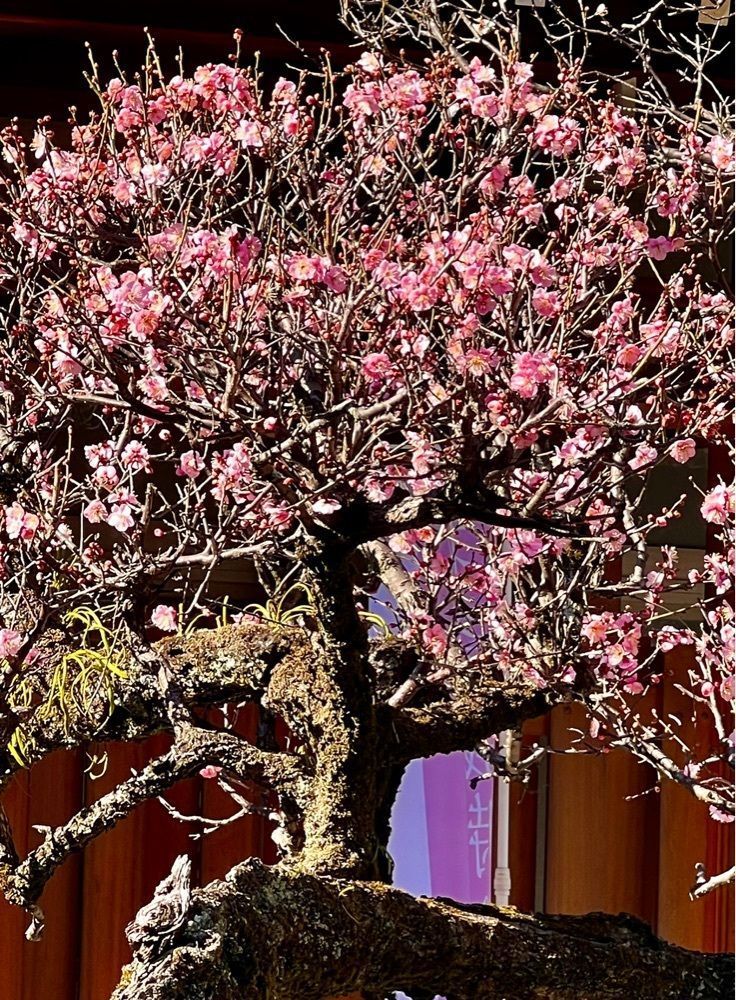 ビンカさんが投稿した三嶋大社　神鹿園に関する口コミの画像