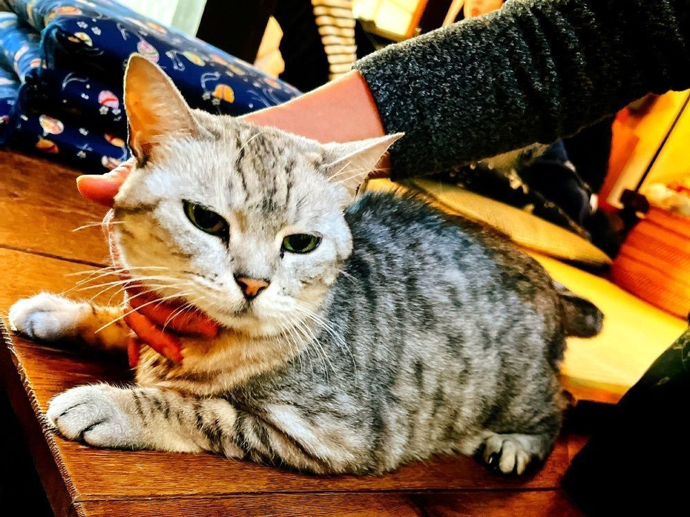 猫なぎ。さんが投稿した古民家のカフェ夢屋に関する口コミの画像