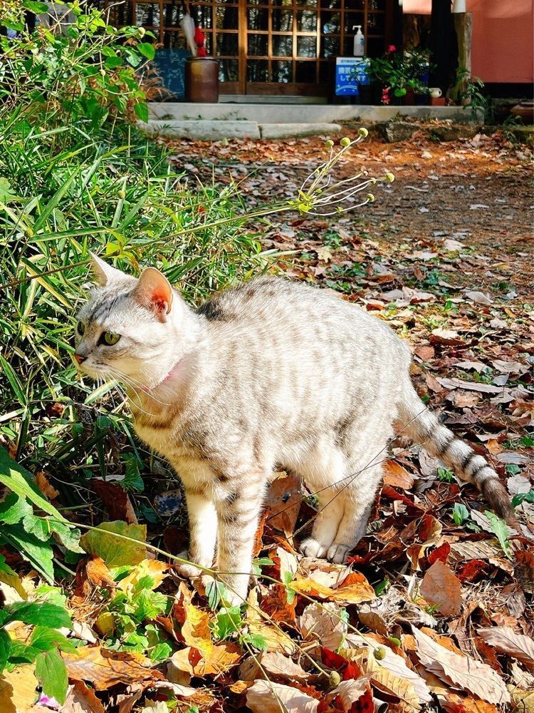 猫なぎ。さんが投稿した古民家のカフェ夢屋に関する口コミの画像