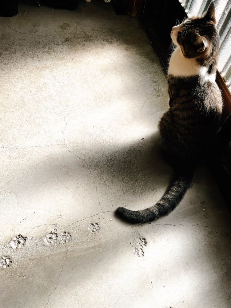 猫なぎ。さんが投稿したセブンイレブン 那須高原スマートインター入口に関する口コミの画像