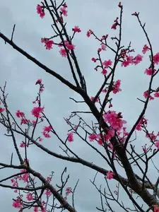 本部八重岳桜まつり