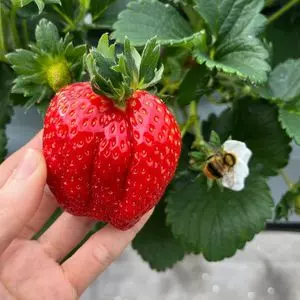 いちご畑まっか