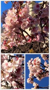 糸川遊歩道 2枚目