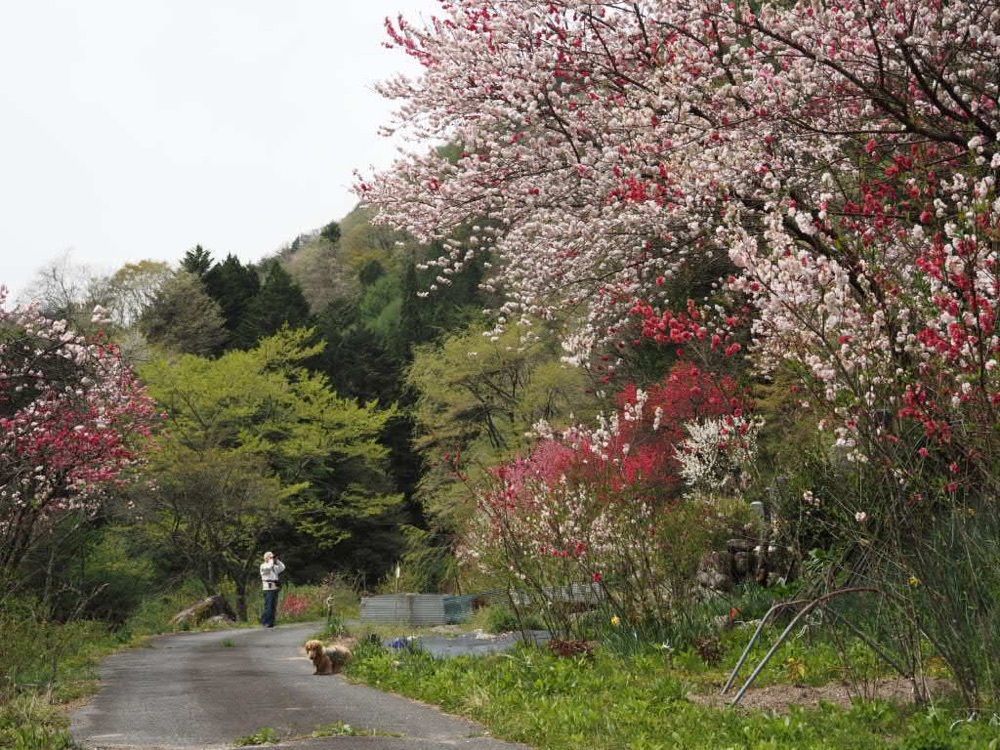 Howl Monさんが投稿した花桃発祥の地（はなもも街道）に関する口コミの画像