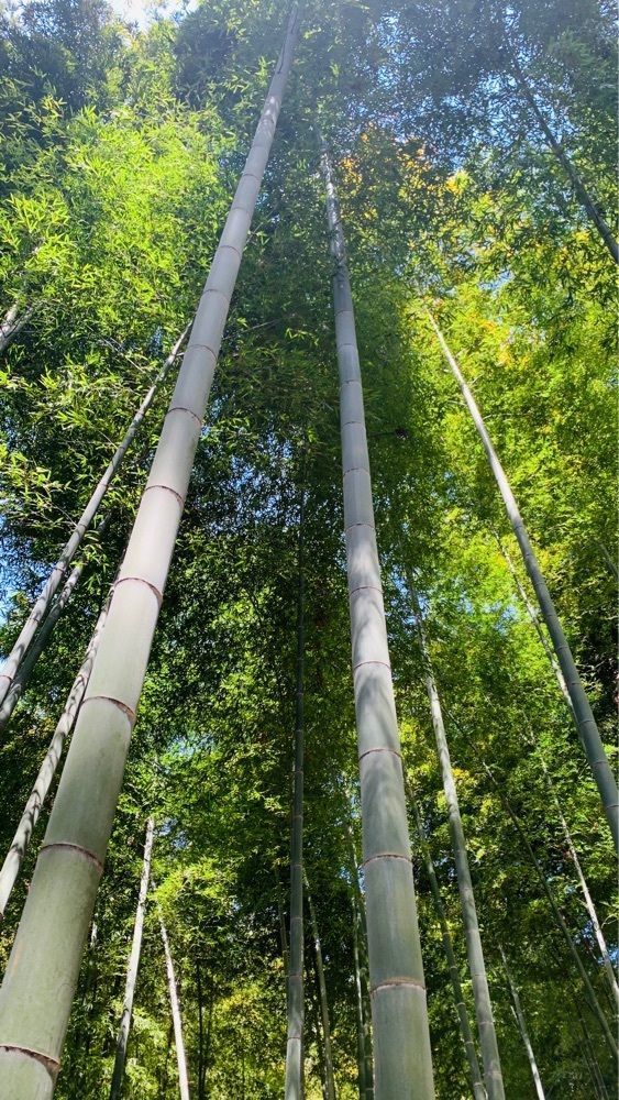 special_sunshine_53a8さんが投稿した偕楽園のツツジに関する口コミの画像