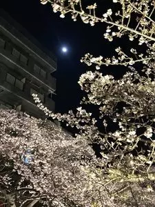 糸川遊歩道